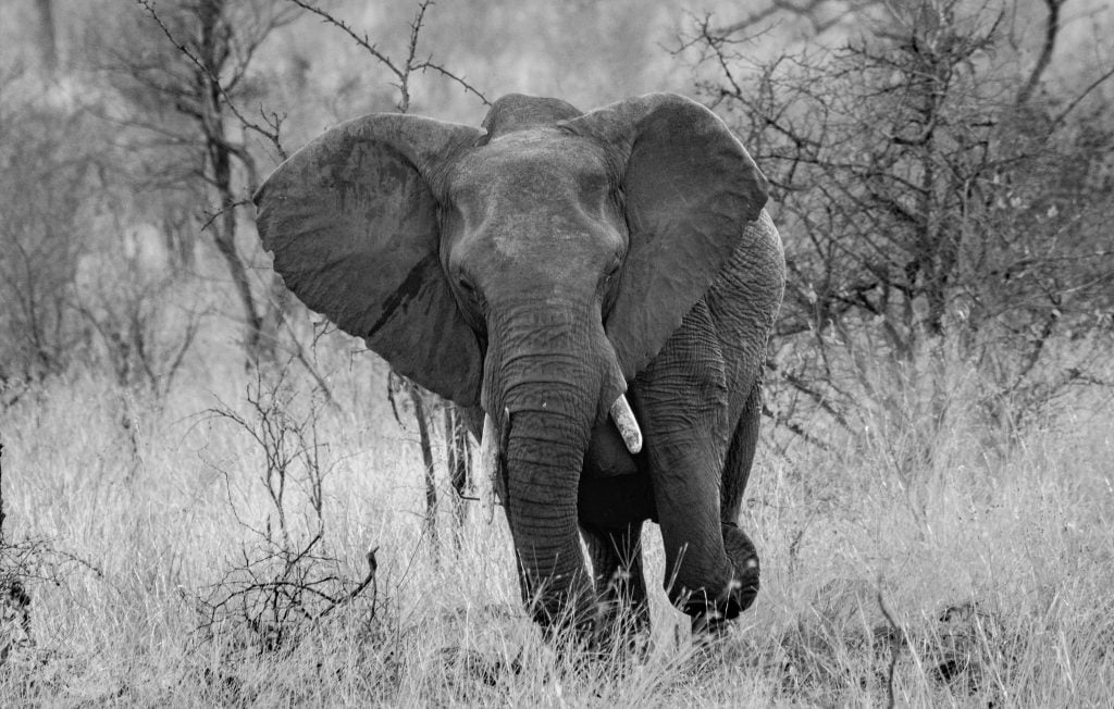 african bush elephant new in forest