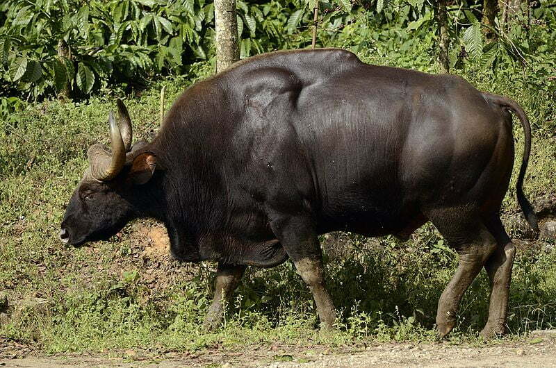 gaur in forest new one of the top 10 biggest animal in the world ever