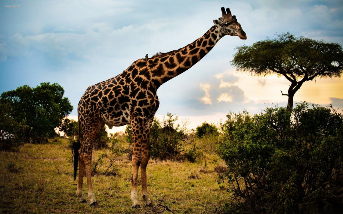 giraffe top 10 largest animal in the world ever