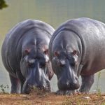 Hippopotamus one of the top 10 biggest animals in the world