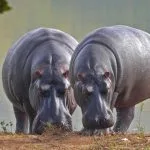 Top 10 Biggest Animals In The World