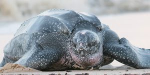 leatherback sea turtle largest animal ever