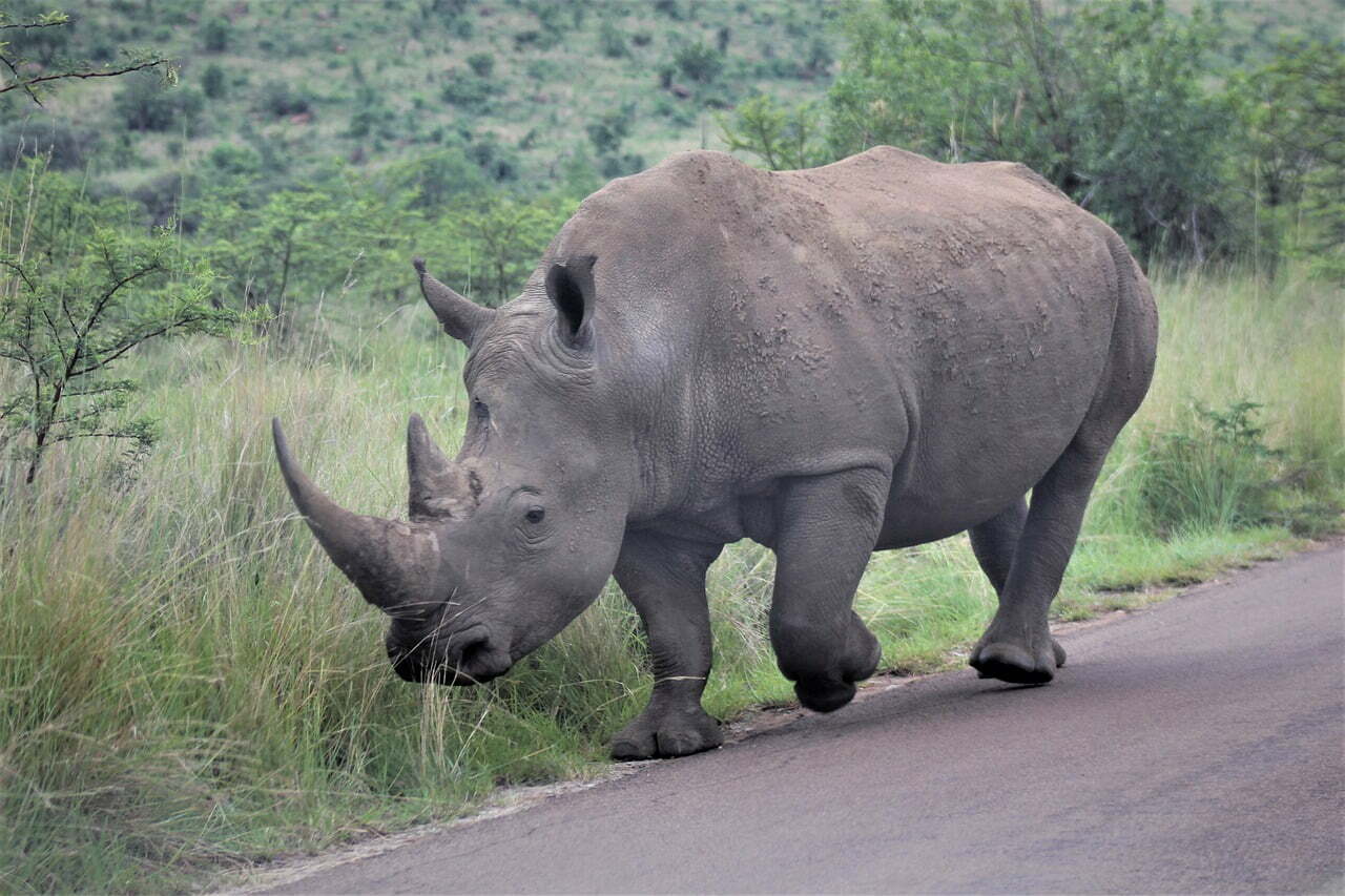 white rhinoceros new on road
