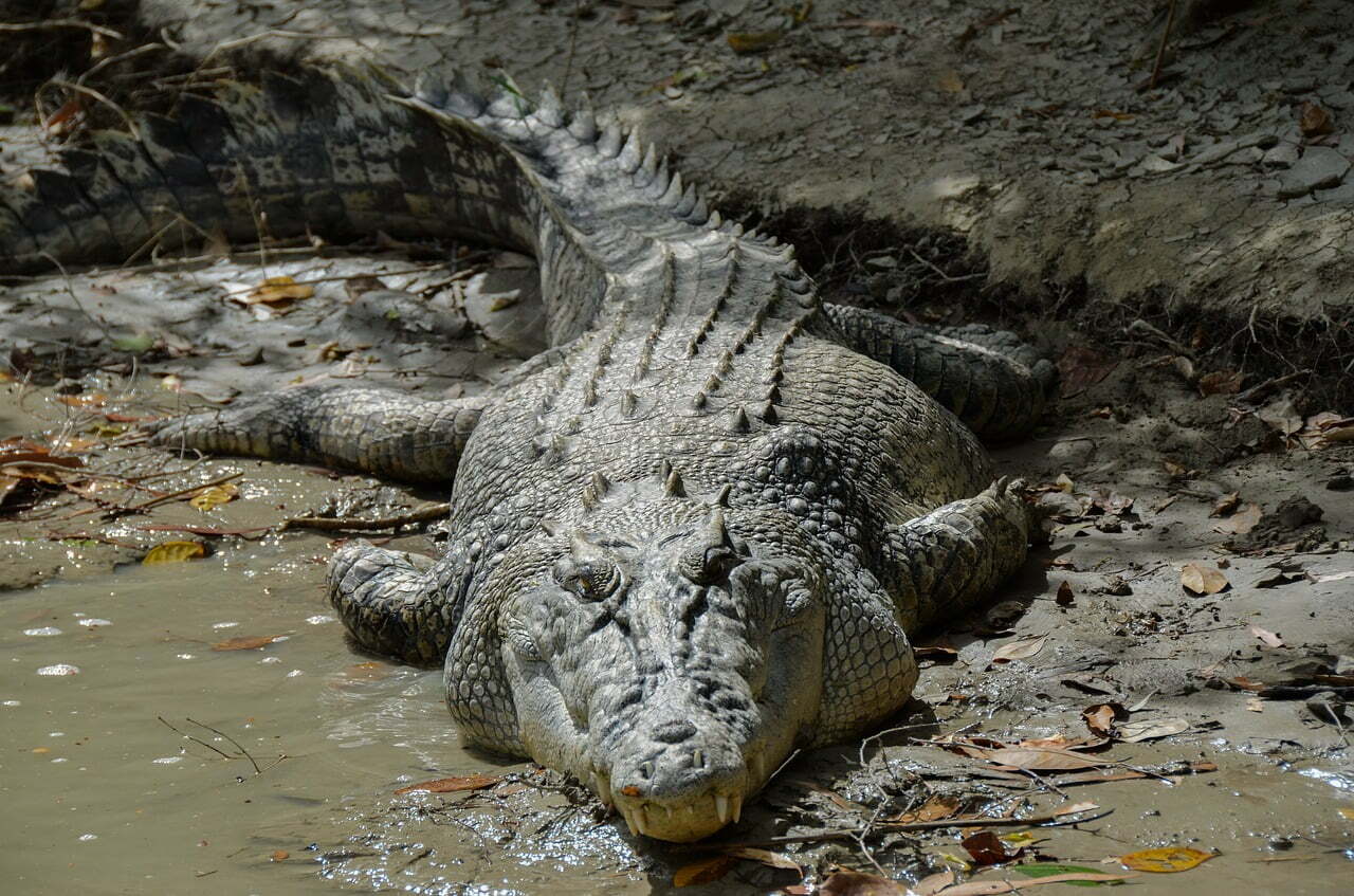 saltwater crocodile new dangers