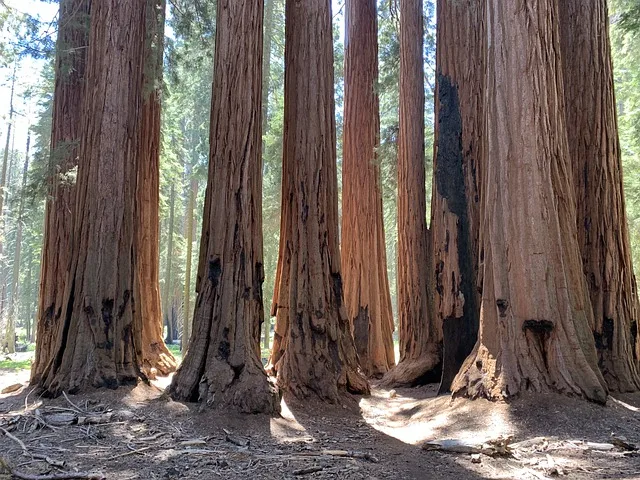 coast redwood one of the top 10 tallest trees in the world by species