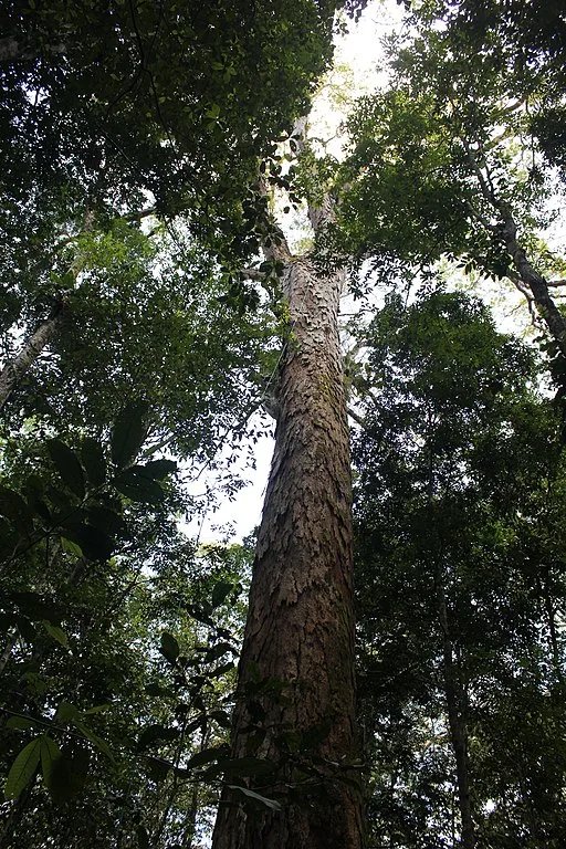dinizia excelsa new one of the top 10 tallest trees in the world