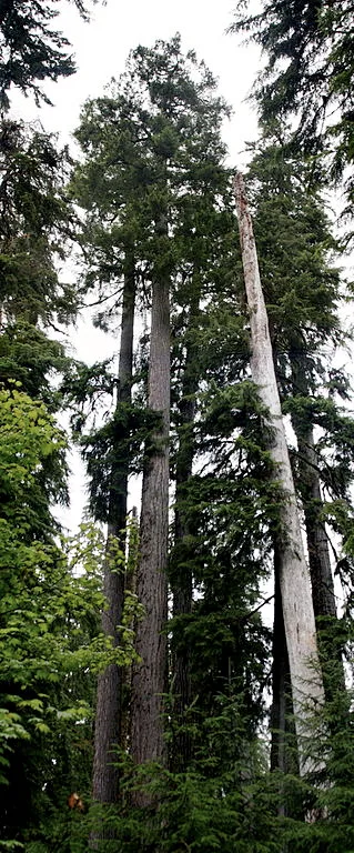 coast douglas fir new latest longest forest