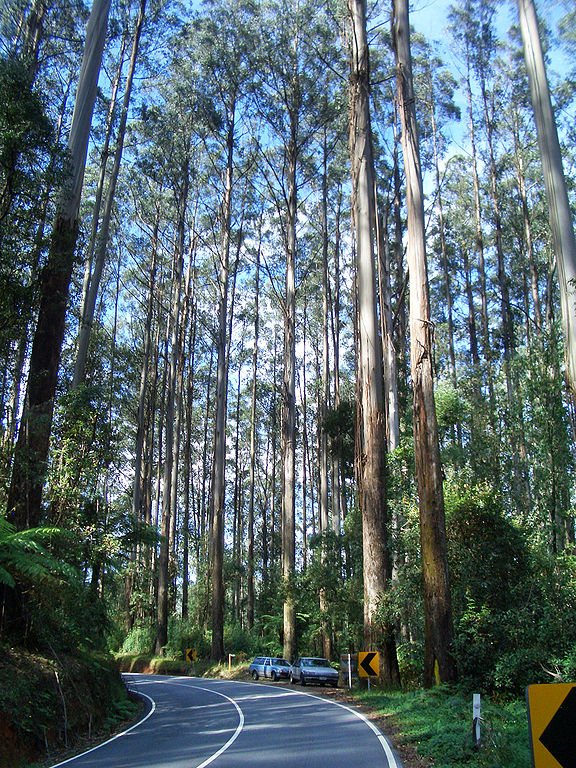 mountain ash new longest forest