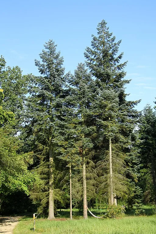 noble fir new green forest