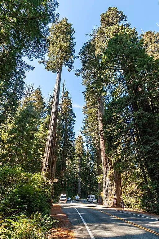 coast redwood new one of the top 10 tallest trees in the world