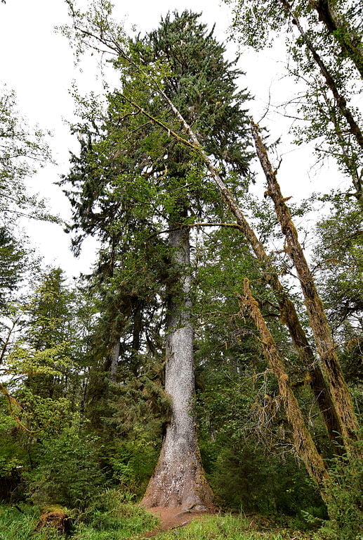 sitka spruce new one of the top 10 tallest trees in the world