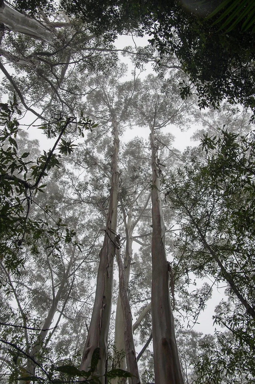 southern blue gum new one of the top 10 tallest trees in the world
