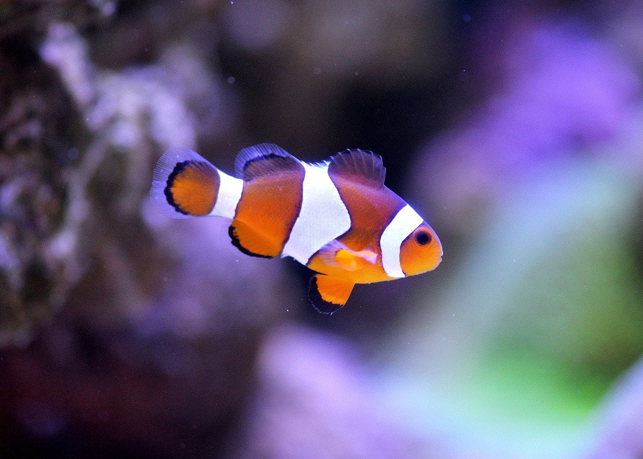 clown fish aquarium new in water