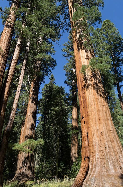 giant sequoia new one of the top 10 tallest trees in the world