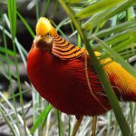 golden pheasant one of the top 10 most beautiful animals in the world