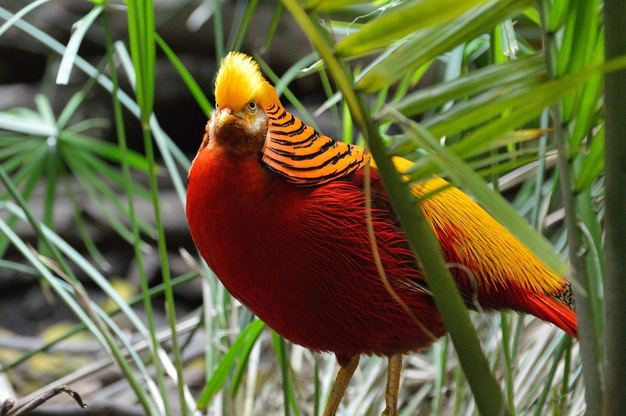 golden pheasant new yellow in forest