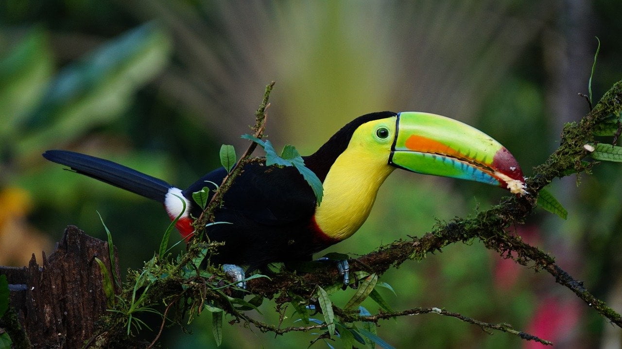 keel billed toucan new yellow