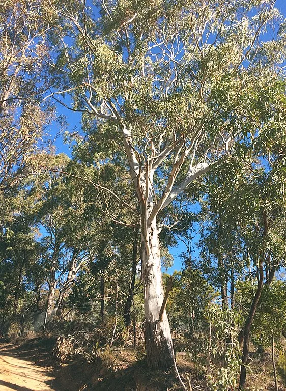 manna gum new longest forest