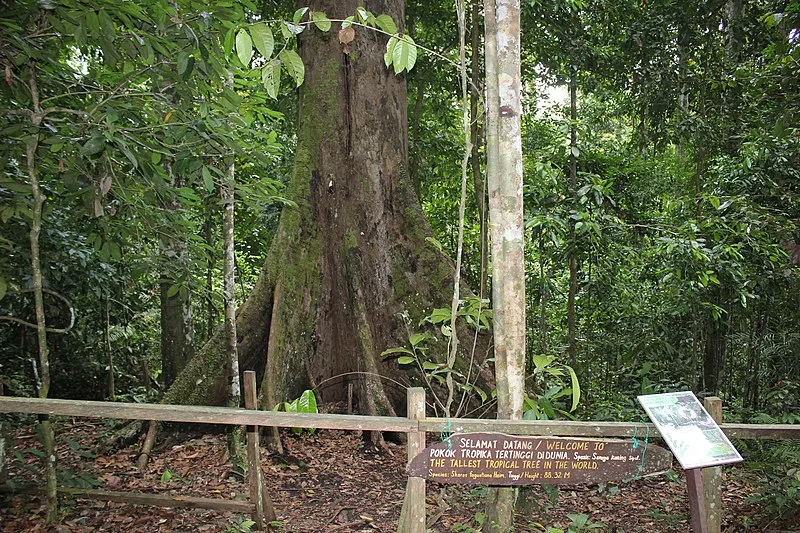 yellow meranti new one of the top 10 tallest trees in the world