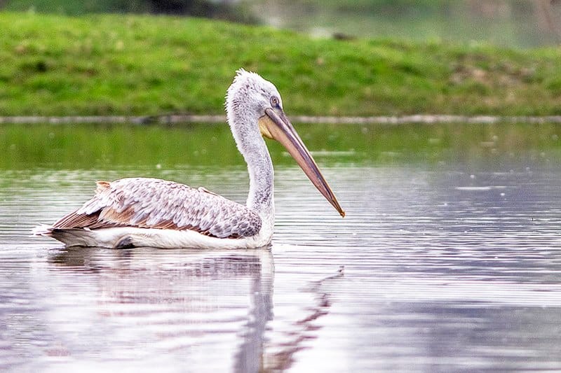 Dalmatian pelican biggest flying bird in the world