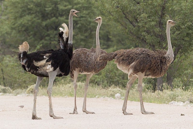 Ostriches top 10 biggest birds in the world