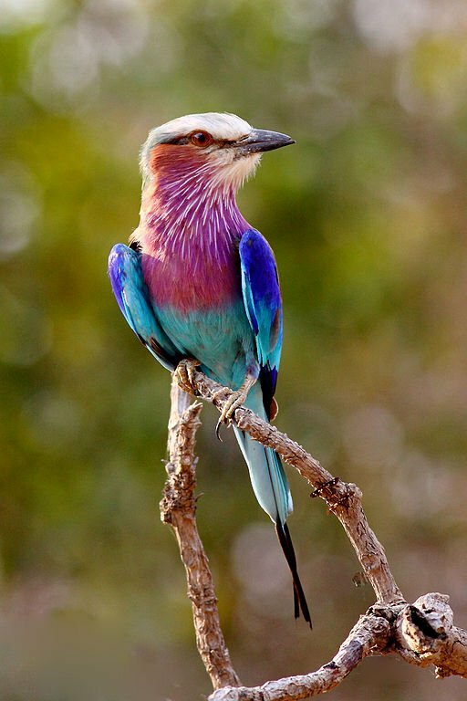 top 10 most colorful birds in the world