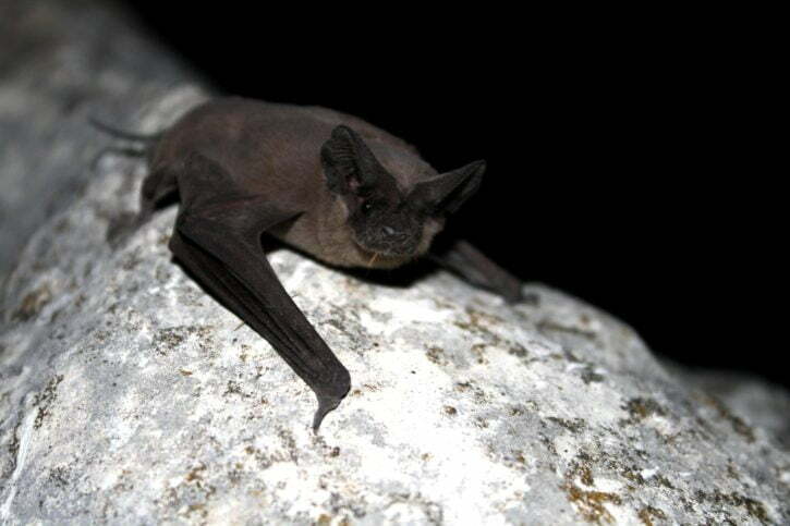 mexican free tailed bat maximum flying speed