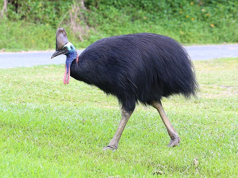 Cassowaries a Biggest Extant Bird In The World