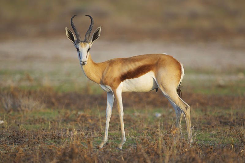 top 10 fastest animals in the world springbok