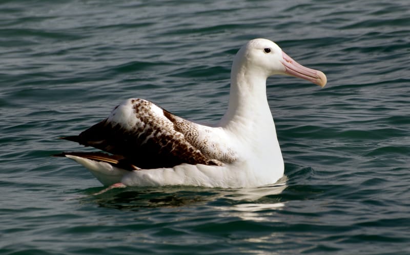 the Wandering albatross