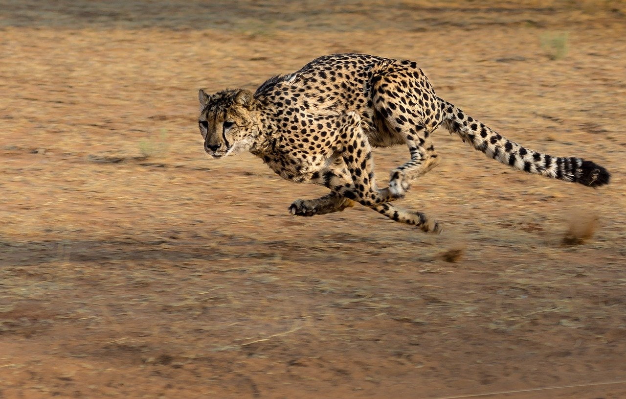 top 10 fastest animals in the world