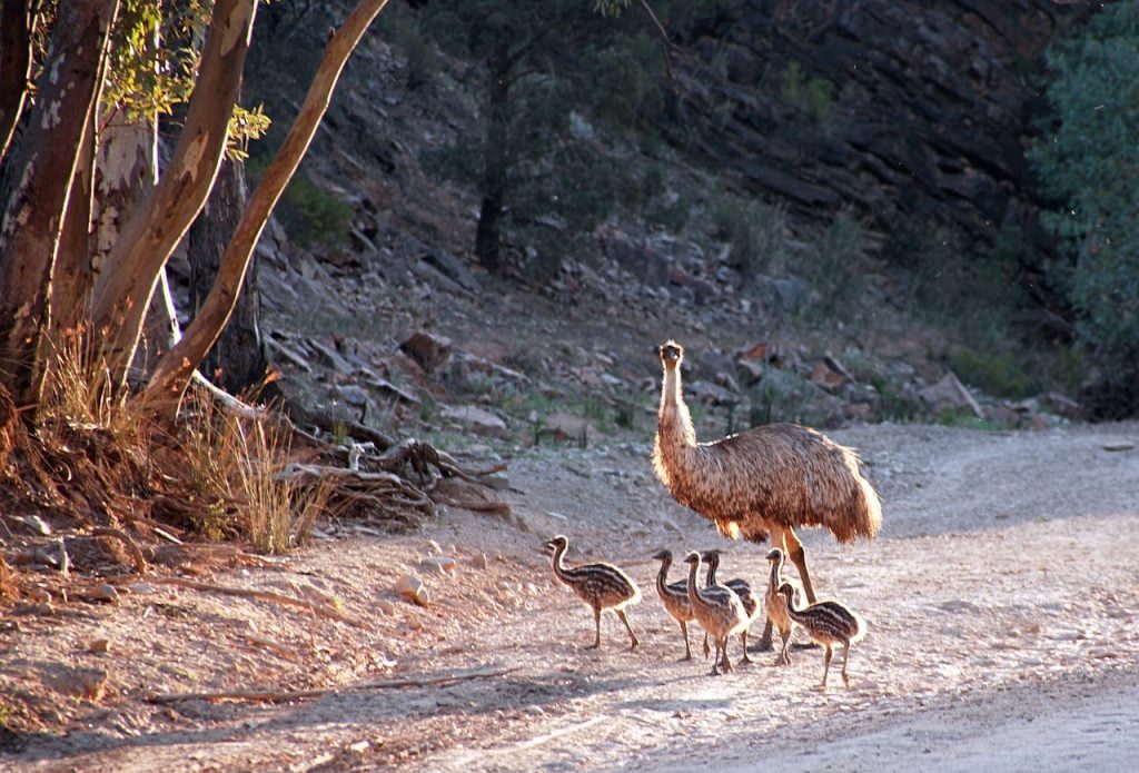 Emus top 10 biggest birds in the world
