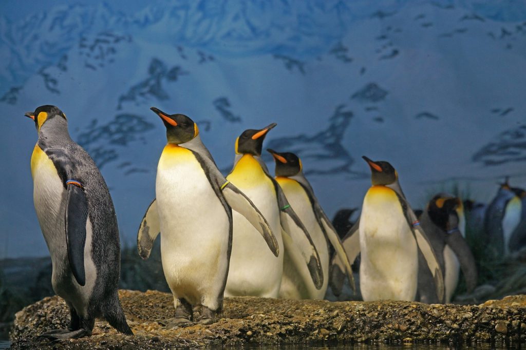 Emperor Penguins top 10 biggest birds in the world