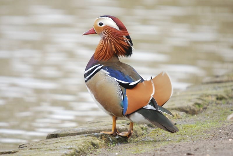 The mandarin duck