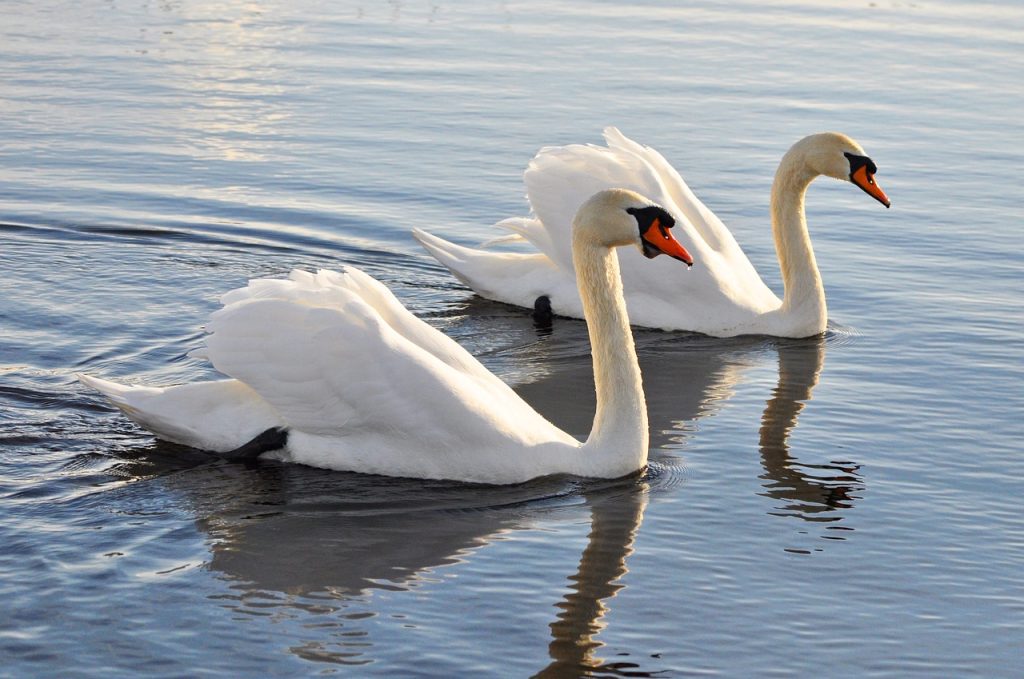 Mute Swans a biggest bird in the world
