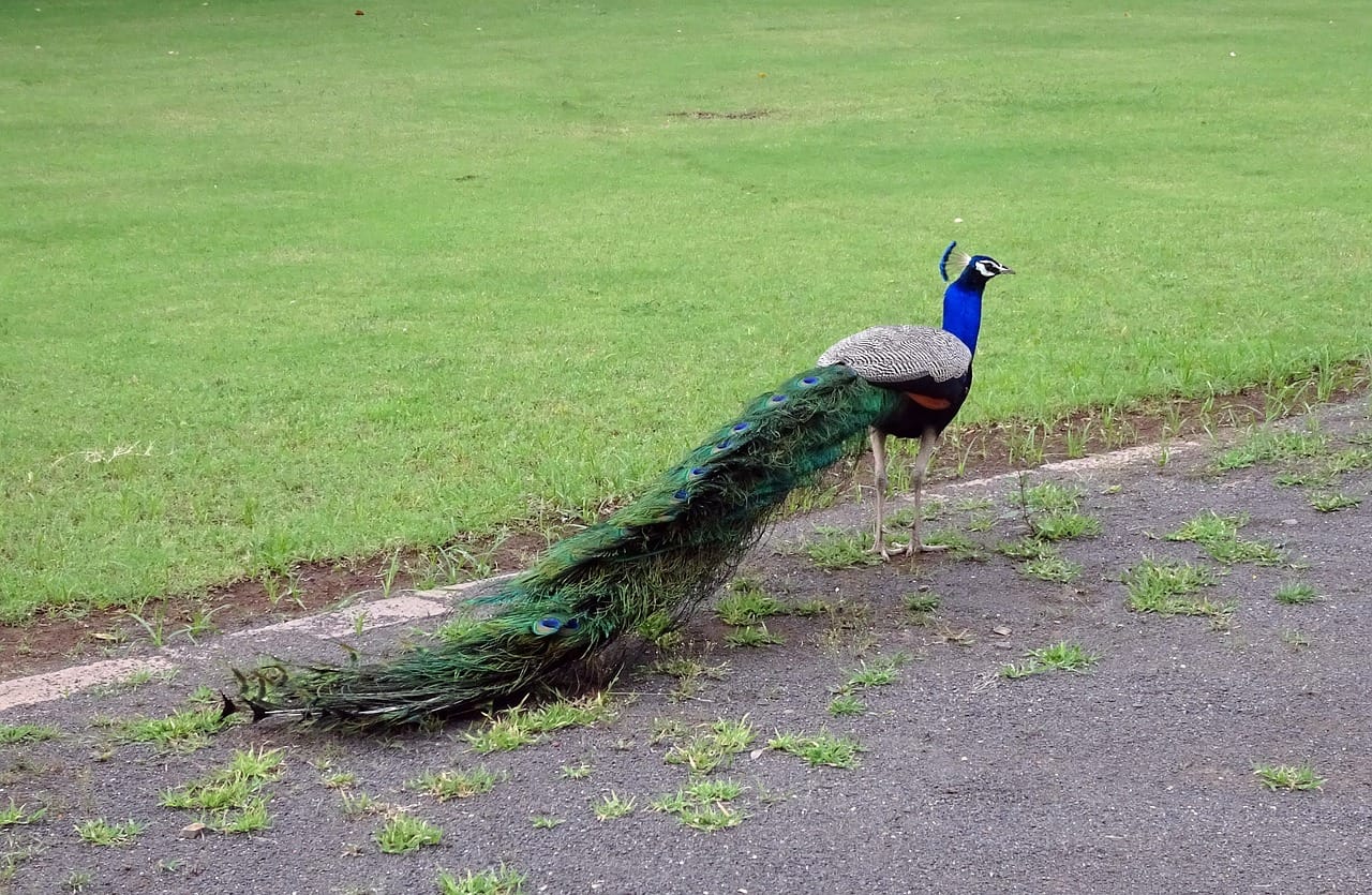 peafowl a most beautiful birds in the world