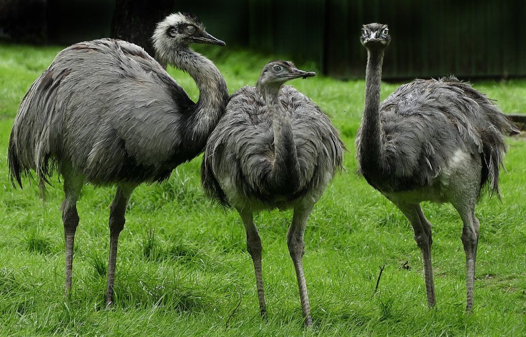 Greater Rheas top 10 biggest flying bird in the world