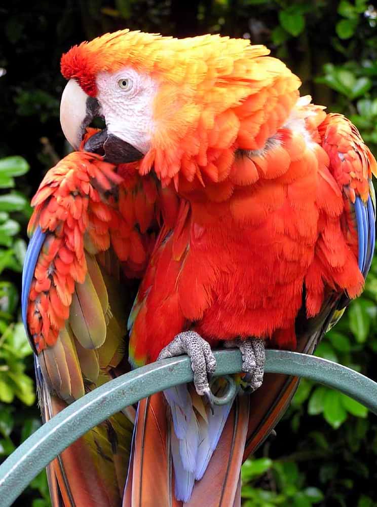 The scarlet macaw