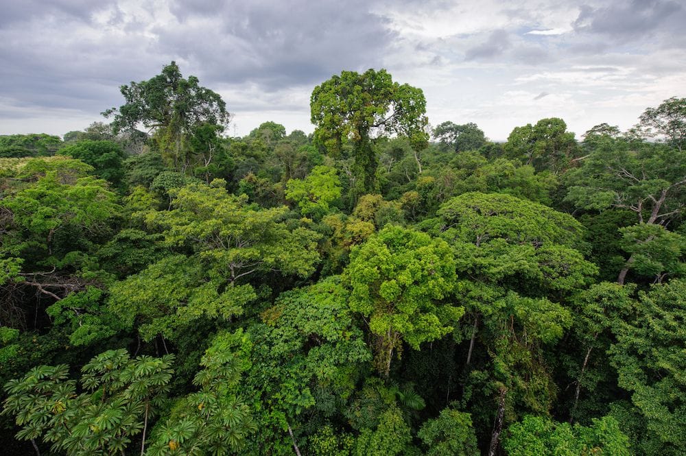 Amazon Rainforest largest forest in the world