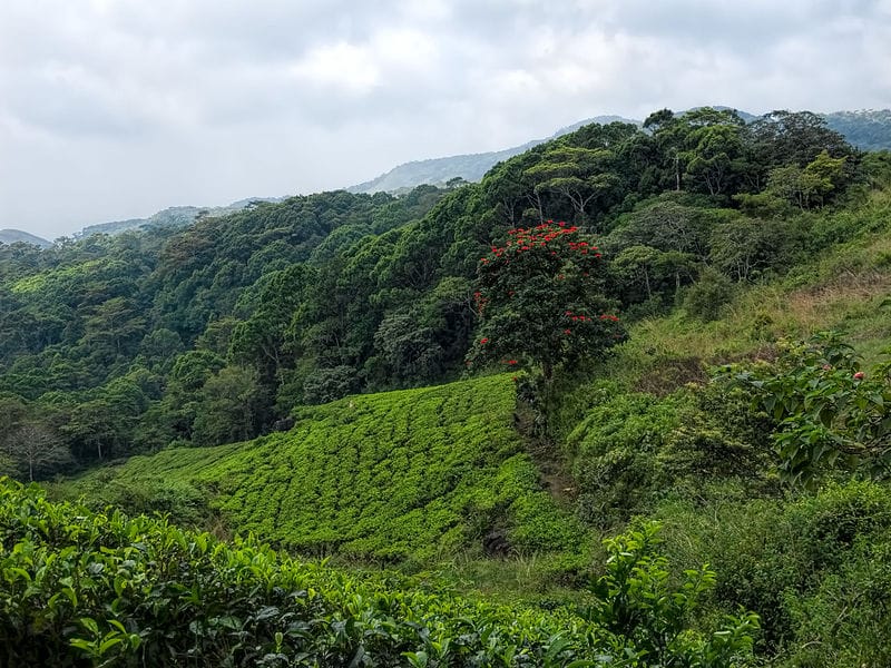 Sinharaja Forest Reserve the largest forest in the world