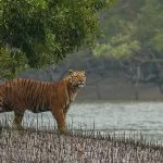 sundarvans largest forests