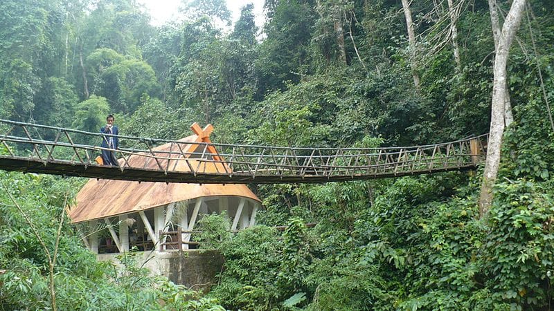 Xishuangbanna Primeval