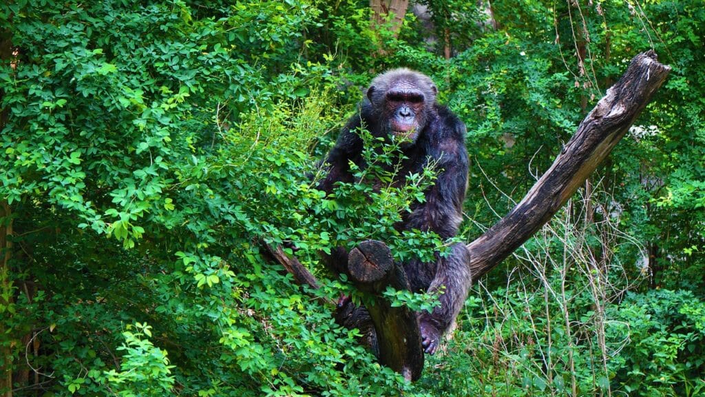 Congo Rainforest a largest forest in the world