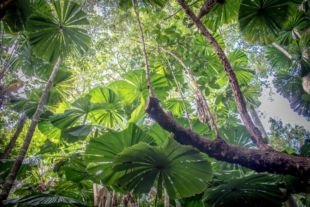 Daintree Rainforest one of largest forests in the world