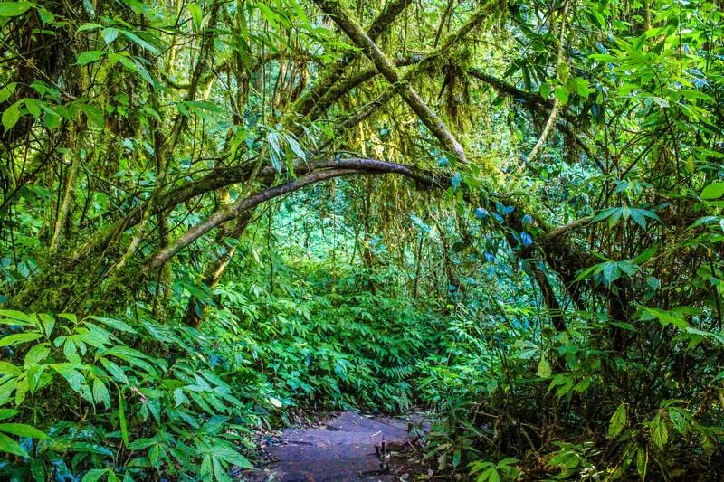 Valdivian Temperate Rainforest a largest forest area in the world