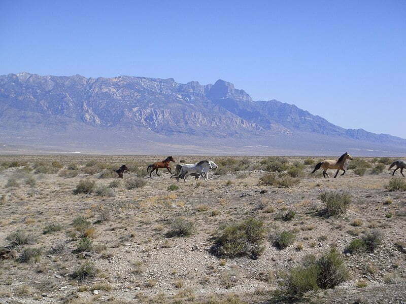 Great Basin cold winter horses running