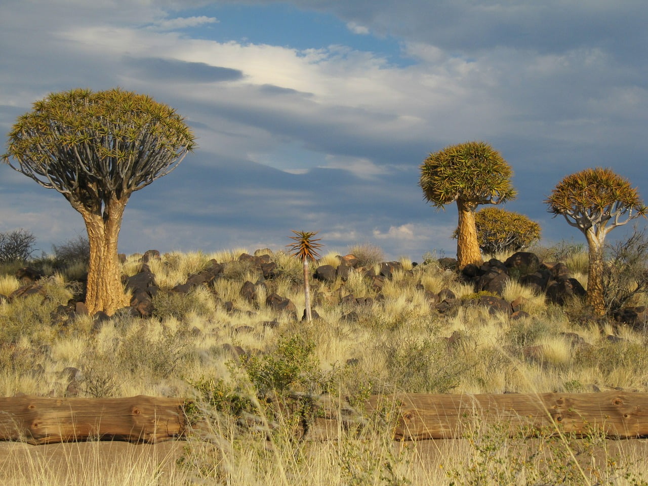 Kalahari subtropical trees nice weather