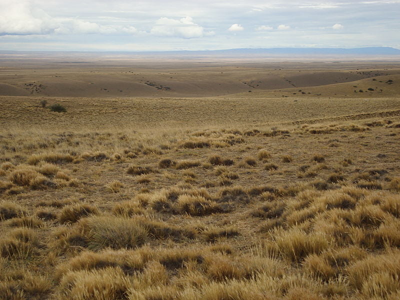 Patagonian cold winter grass