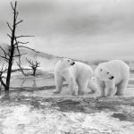 antarctic bears largest desert in the world