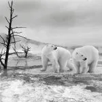 Antarctic polar is the largest desert in the world